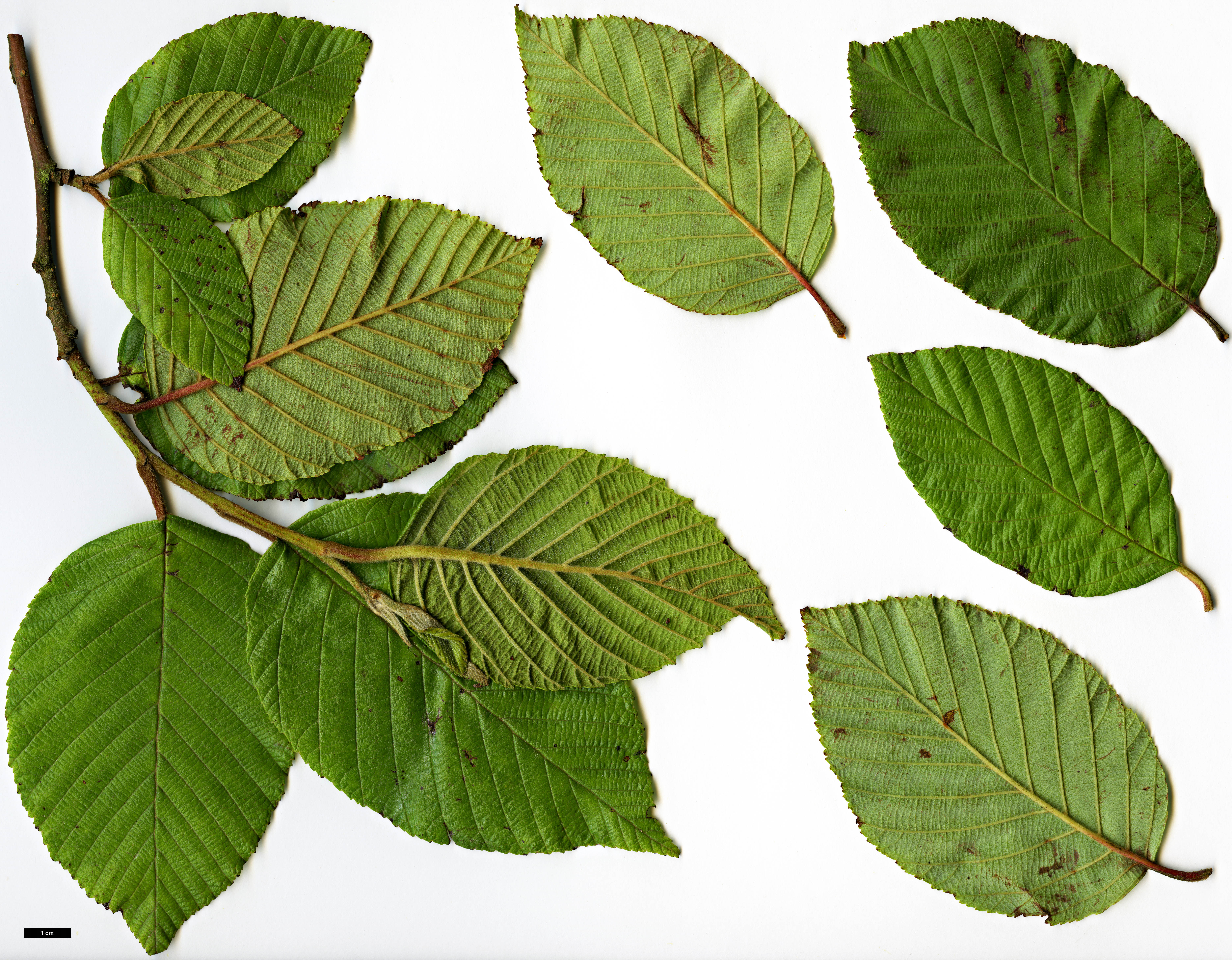 High resolution image: Family: Betulaceae - Genus: Alnus - Taxon: acuminata - SpeciesSub: subsp. acuminata
